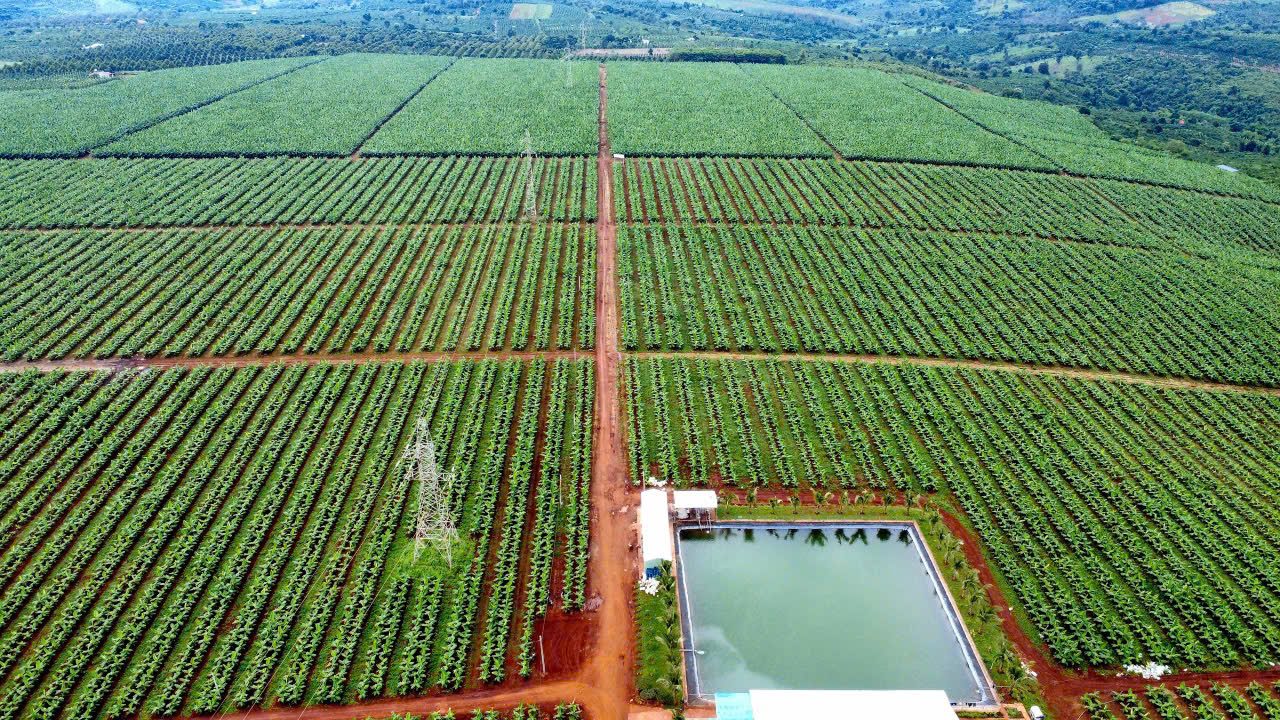 Aerial view of plantation blocks and reservoir