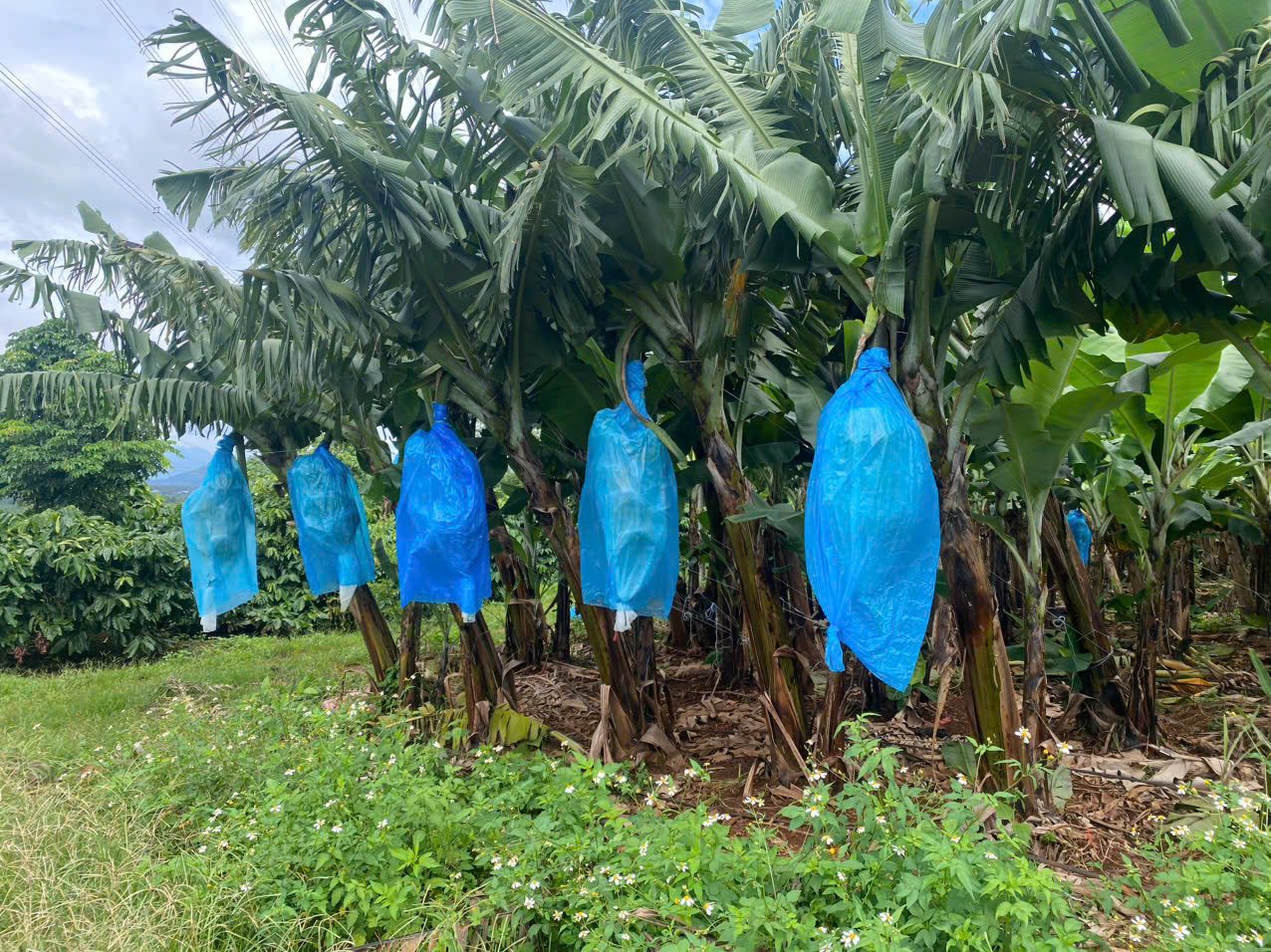 Bagged bunches in the field