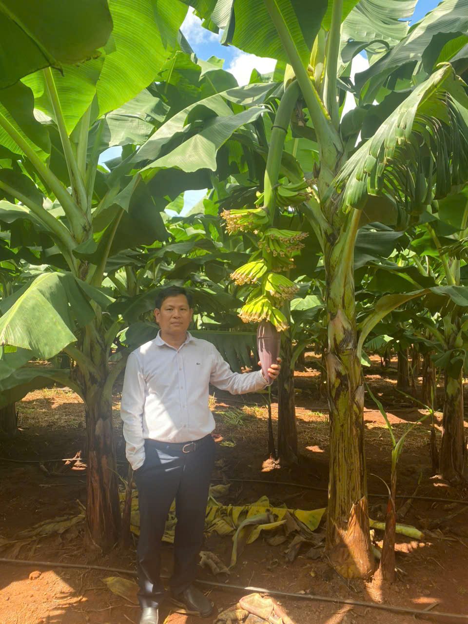 On the plantation